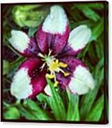 #lily #flower #blooming In My #garden Canvas Print