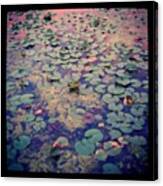 Lily Pads At Cornell Plantations Canvas Print