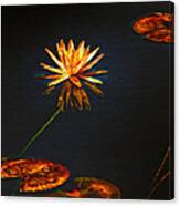 Lily Pads On Midnight Black Canvas Print