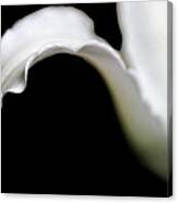 Lily Petal From A Side View Canvas Print