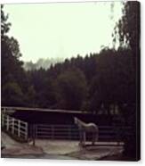 Limace
#pferd #horse #forest #nebel Canvas Print