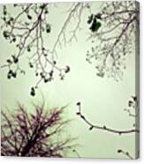 #limetree #sky ... #trees #branches Canvas Print