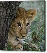 Lion Cub Canvas Print