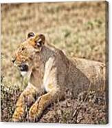 Lioness Relaxing Canvas Print