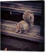 #little #fella Came To Say #hello In Canvas Print
