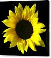 Live Life Like A Sunflower, And Find Canvas Print