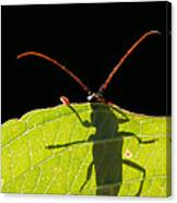 Locust Borer Canvas Print