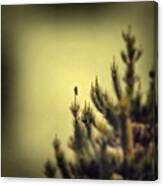 Lonely Little Bird  #instagood Canvas Print