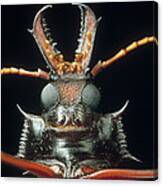 Longhorn Beetle Macrodontia Cervicornis Canvas Print