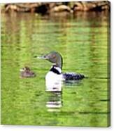 Loons Big And Small Canvas Print