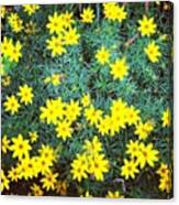 Lots Of Yellow #flowers Canvas Print