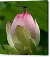 Lotus Bud And Blue Dasher Dragonfly--supporting Role Dl019 Canvas Print