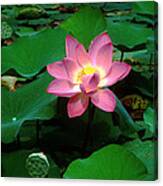 Lotus Flower And Capsule 24a Canvas Print