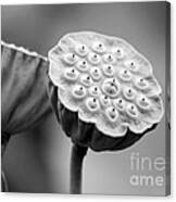 Lotus Pods In Black And White Canvas Print
