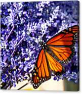 Lovely Lavender Canvas Print