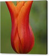 Luscious Orange Tulip Canvas Print