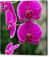 Magenta Orchid Medley Canvas Print