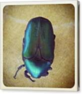 Maggiolini Primaverili #beetle #nature Canvas Print