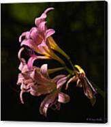 Magic Lily Appears Canvas Print