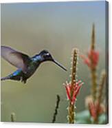 Magnificent Hummingbird Male Foraging Canvas Print