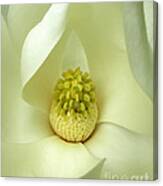 Magnolia Grandiflora Canvas Print
