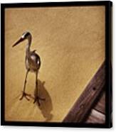 #maldives #heron #bird #birds #wooden Canvas Print