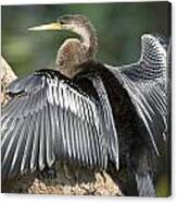 Male Anhinga Canvas Print