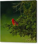 Male Cardinal In Pine Tree Canvas Print