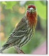 Male House Finch Canvas Print