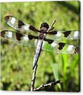 Male Twelve-spotted Dragonfly Canvas Print