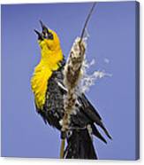 Male Yellow-headed Blackbird In Mating Display Canvas Print