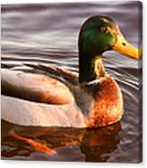 Mallard Duck At Sunset Canvas Print