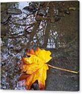 Maple Leaf Reflection 1 Canvas Print