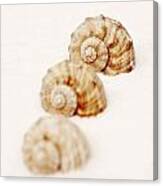 Marine Snails Canvas Print