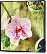 Marveling At My Mama's #orchids - I Canvas Print