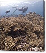 Masses Of Staghorn Coral, Papua New Canvas Print