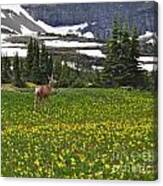 Meadow Deer Canvas Print