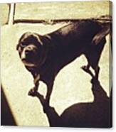 Meet Eric. | #caninelove Canvas Print