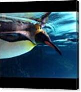 #melbourneaquarium #penguin #underwater Canvas Print