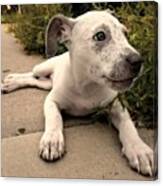#mercy #puppy #blueeyes #pitbull #dog Canvas Print