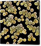 Methicillin-resistant Staphylococcus Canvas Print