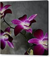 Miniature Orchids Canvas Print
