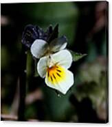 Miniature Pansy2 Canvas Print