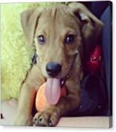 Miss Him :( #cute #puppy #tongue #dog Canvas Print