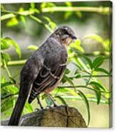 Mocking Bird Canvas Print