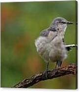 Mocking Bird Perched In The Wind Canvas Print