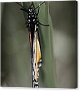 Monarch On A Blade Of Grass Canvas Print