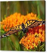 Monarch On Butterfly Weed Canvas Print