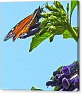 Monarch With Purple Flower Canvas Print