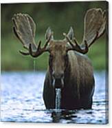Moose Male Raising Its Head While Canvas Print